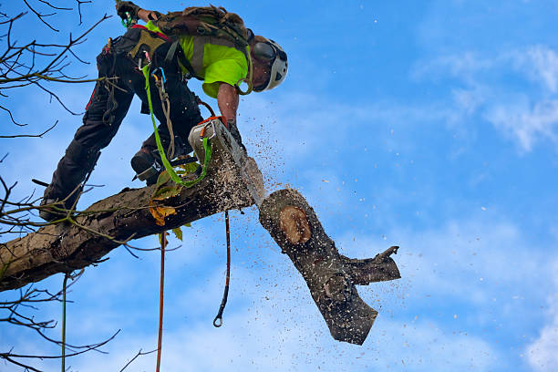 How Our Tree Care Process Works  in  Carver, MN